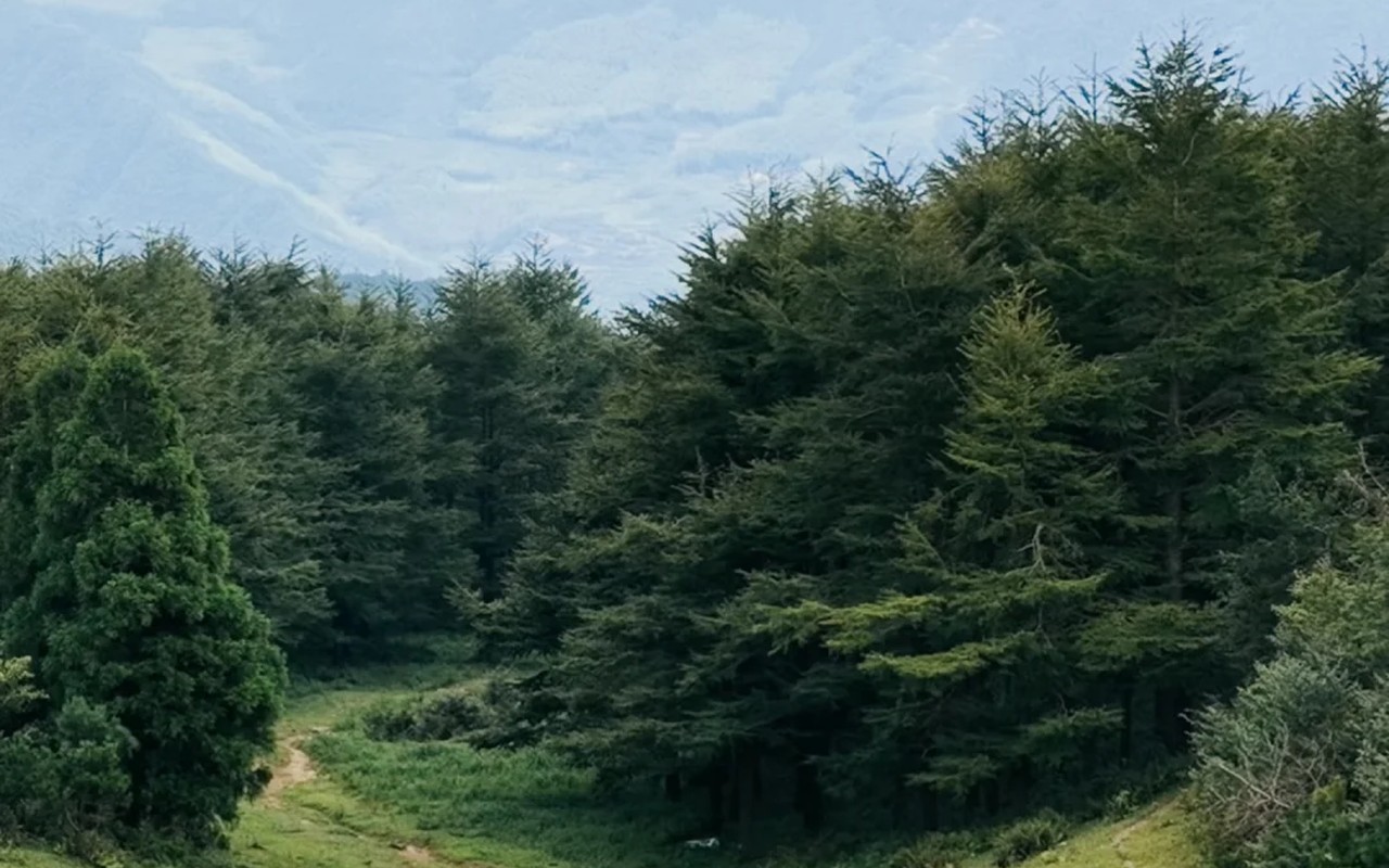 龙溪草甸